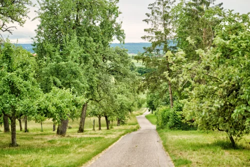 Grasbewachsener Weg zwischen Bäumen mit Blick auf einen See und Berge. (KI generiert)