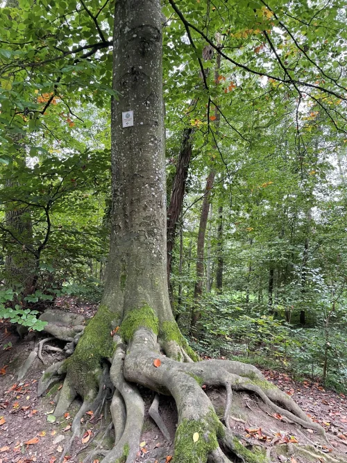 Großer Baumstumpf mit Moosbewuchs in einem Wald, daneben ein Stein mit Metalltafel. (KI generiert)